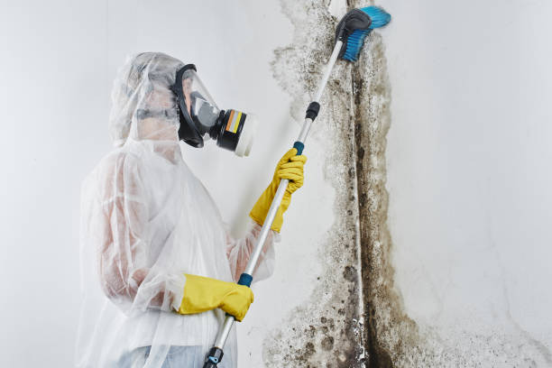 Best Emergency Mold Removal  in Amherst, OH