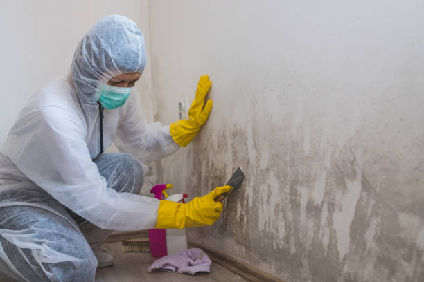 Best Mold Cleaning Services  in Amherst, OH