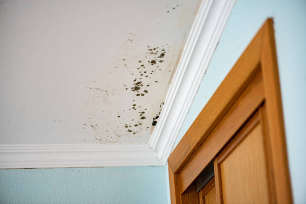 Best Black Mold Removal  in Amherst, OH