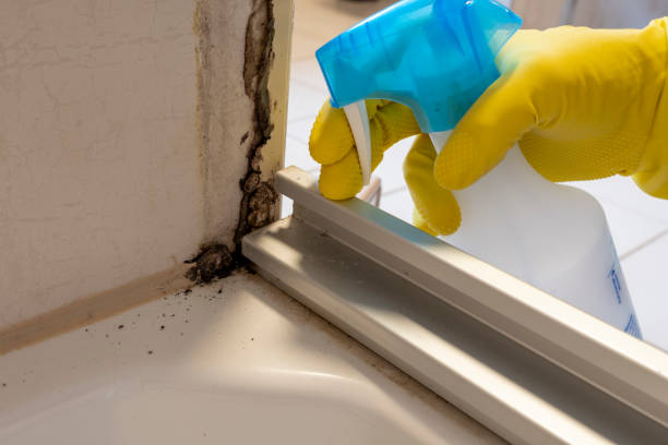 Best Mold Removal Near Me  in Amherst, OH