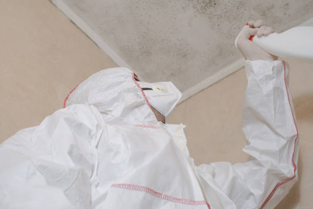 Mold Testing and Removal in Amherst, OH