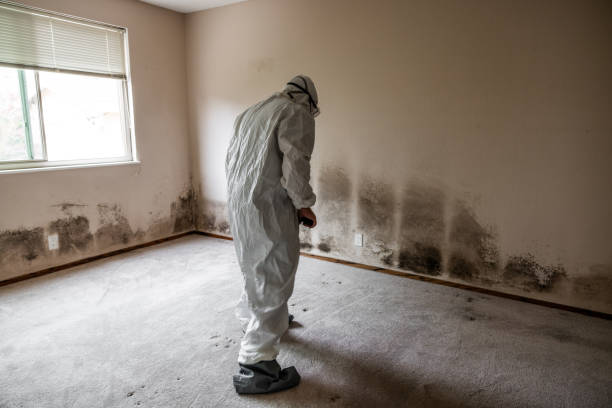 Best Mold Removal Specialists  in Amherst, OH