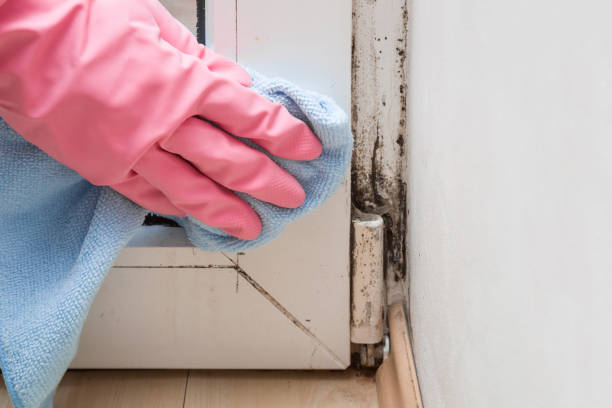 Best Mold Testing and Removal  in Amherst, OH