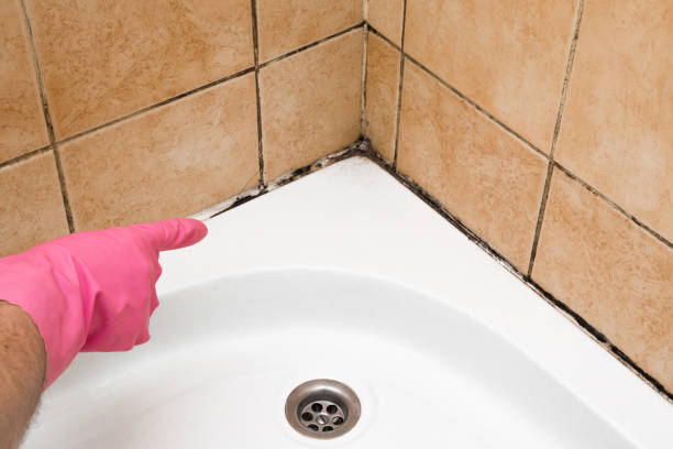 Best Mold Damage Repair  in Amherst, OH